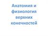 Анатомия и физиология верхних конечностей