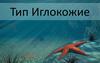Тип Иглокожие