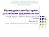 Бактерии-симбионты жвачных животных и человека