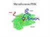 Метаболизм РНК