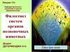 Филогенез систем органов позвоночных животных