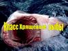 Класс Хрящевые рыбы