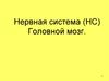 Нервная система и головной мозг