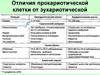 Отличия прокариотической клетки от эукариотической