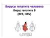 Вирусы гепатита человека. Вирус гепатита В (ВГВ, HВV)