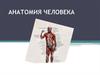 Анатомия человека