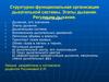 Структурно-функциональная организация дыхательной системы. Этапы дыхания. Регуляция дыхания