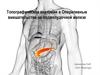 Топографическая анатомия и оперативные вмешательства на поджелудочной железе