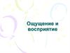 Ощущение и восприятие
