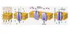 The mechanism of passive transport