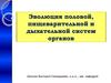Эволюция половой, пищеварительной и дыхательной систем органов