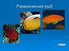 Размножение рыб