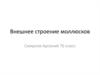 Внешнее строение моллюсков