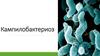 Инфекционные заболевания кампилобактериоз и хеликобактериоз