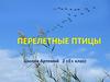 Перелетные птицы