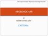 Кровеносная и лимфатическая системы