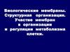 Биологические мембраны. Структурная организация. Участие мембран в организации и регуляции метаболизма клетки