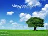 Мир деревьев