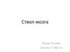 Ствол мозга