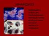 Хламидиоз: заражение, проявления, диагностика, осложнения, лечение, предотвращение заражения