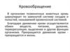 Кровообращение. Строение и функции сердца