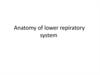 Anatomy of lower repiratory system