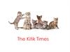 The Kitik Times. Создание новостной, развлекательной интернет платформы, посвященной жизни животных