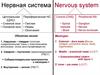 Нервная система