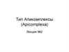 Тип Апикомплексы