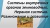 Системы внутренних органов земноводных. Нервная система. Размножение и развитие