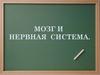 Мозг и нервная система