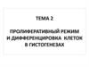 Пролиферативный режим и дифференцировка клеток в гистогенезах