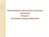 Молекулярные механизмы регуляции поведения. Интерфейс между нейронами