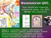 Гипоталамус и гипофиз: нейроэндокринная регуляция. Либерины, статины, тропные гормоны. Влияние гормонов на функции ЦНС