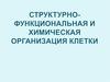 Структурно-функциональная и химическая организация клетки