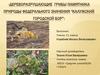 Дереворазрушающие грибы памятника природы федерального значения «Калужский городской бор»