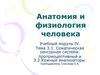 Соматическая сенсорная система: проприоцептивный и кожный анализаторы