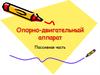 Опорно-двигательный аппарат. Пассивная часть