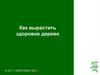 Как вырастить здоровое дерево