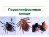 Паразитиформные клещи