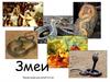 Змеи. Ядовитые и неядовитые змеи