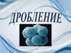 Дробление. Биологическое значение дробления