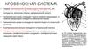 Кровеносная система