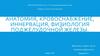 Анатомия, кровоснабжение, иннервация, физиология поджелудочной железы