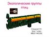 Экологические группы птиц