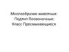Подтип позвоночные, класс пресмыкающиеся