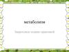 Метаболизм. Процессы. Виды обмена веществ