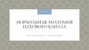 Нормальная анатомия пахового канала