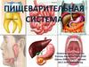Пищеварительная система