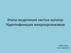 Этапы выделения чистых культур. Идентификация микроорганизмов